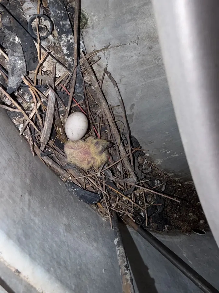Bird nest found inside a vent